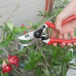 SIENA GARDEN 8-EG Premium Premium Alu-Bypassschere -Siena Garden 07283f2a 9738 41ba 82e5 70ea23bb2f61