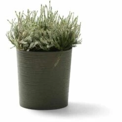 SIENA GARDEN ECO Lens Pflanzgefäß ECO Lens, Grün -Siena Garden 0e85d25d 202d 4325 abb8 de3c1c6d6e2a