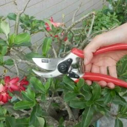 SIENA GARDEN 2-SF Premium Premium Bypass Schere -Siena Garden 3b986d47 d021 407b ad56 4831475368ed