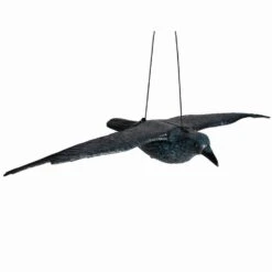 SIENA GARDEN Rabe Rabe Fliegend