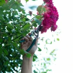 SIENA GARDEN CG2080 Bypassschere CG2080 -Siena Garden 5f87ff97 1c5a 4871 a211 1a98e379875c