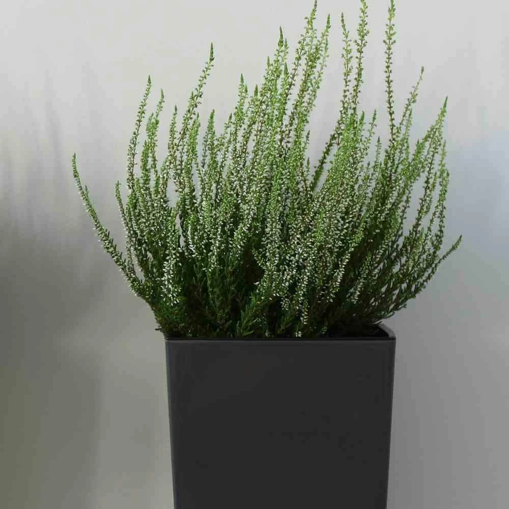 SIENA GARDEN Brest Pflanzgefäß Brest, Anthrazit Hochglanzoptik, 25x25x26 Cm 6 SIENA GARDEN Brest Pflanzgefäß Brest, Anthrazit Hochglanzoptik, 25x25x26 Cm – Bild 6