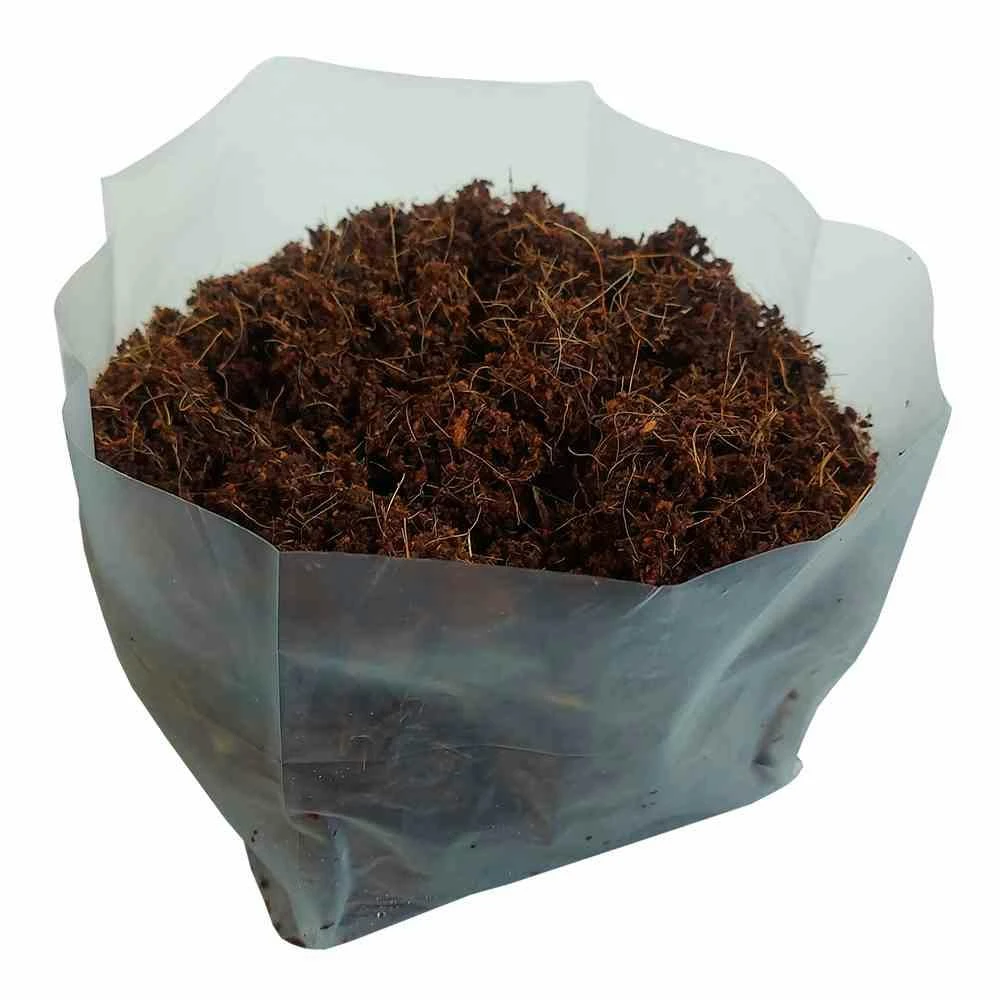 SIENA GARDEN Saatset BBQ Dill, Thymian, Chilli 80515 6 SIENA GARDEN Saatset BBQ Dill, Thymian, Chilli 80515 – Bild 6