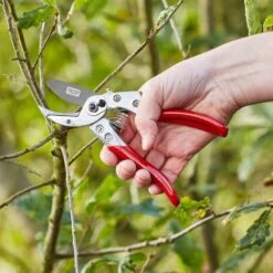 SIENA GARDEN CG1050 Premium Premium Ambossschere CG1050, Antihaftbeschichtete Klinge 12 SIENA GARDEN CG1050 Premium Premium Ambossschere CG1050, Antihaftbeschichtete Klinge -Siena Garden a96e4dc0 e912 4b13 a09c 5b77c44834d5